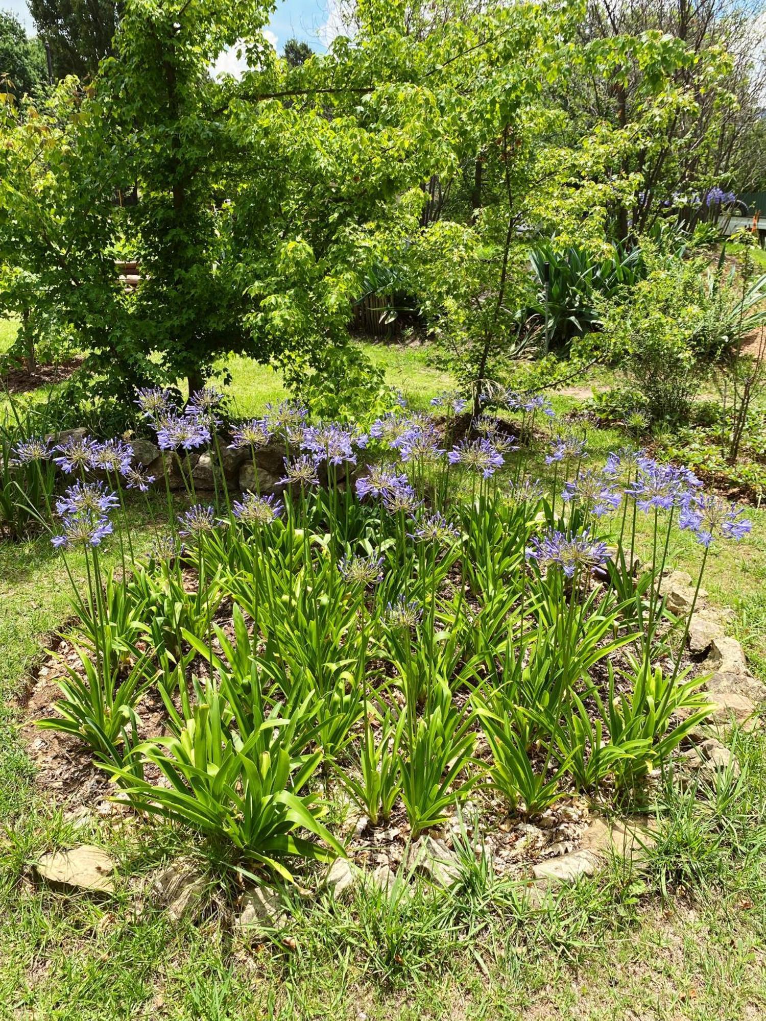 Collett House And Lavender Cottage Clarens Esterno foto